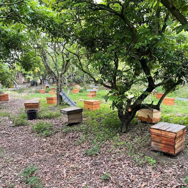 蜜蜂中蜂蜂群笼蜂土蜂中华蜜蜂出售