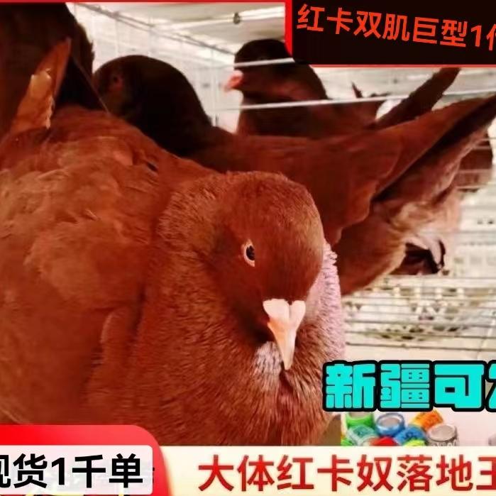 红卡奴落地王元宝鸽纯种鸽子活物一对特大型种摩登肉鸽信观赏特价