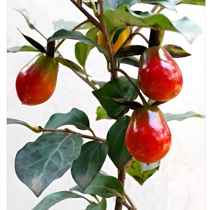 老鸦柿盆景 千禧嫁接苗