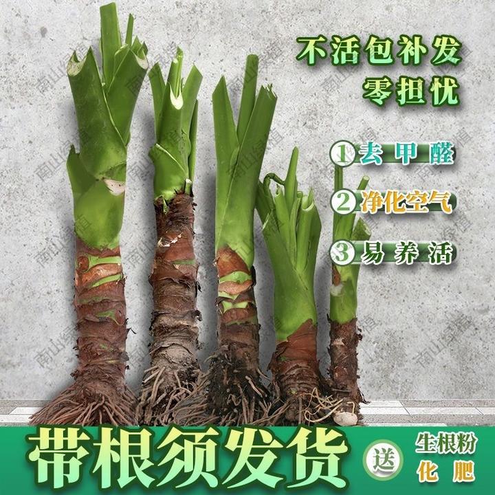 大叶滴水观音盆栽 霸王芋客厅盆景室内大型中秋好礼室内大型水培