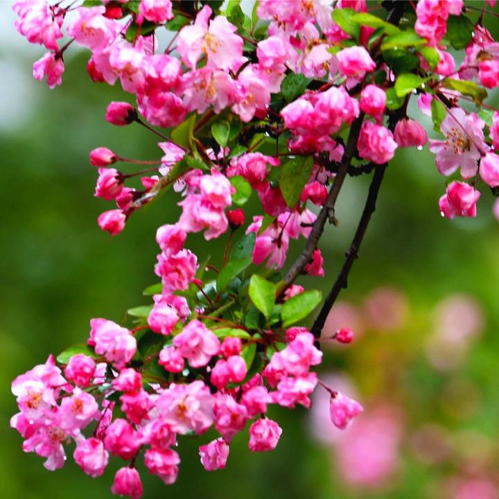 海棠花树苗垂丝海棠盆栽庭院开花植物耐寒花卉南北方种植海棠树苗