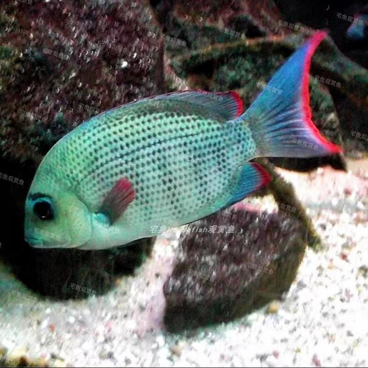 【宅鱼十二生肖“马”】马拉莫宝石 马达加斯加小恶魔 马那莫宝石鱼