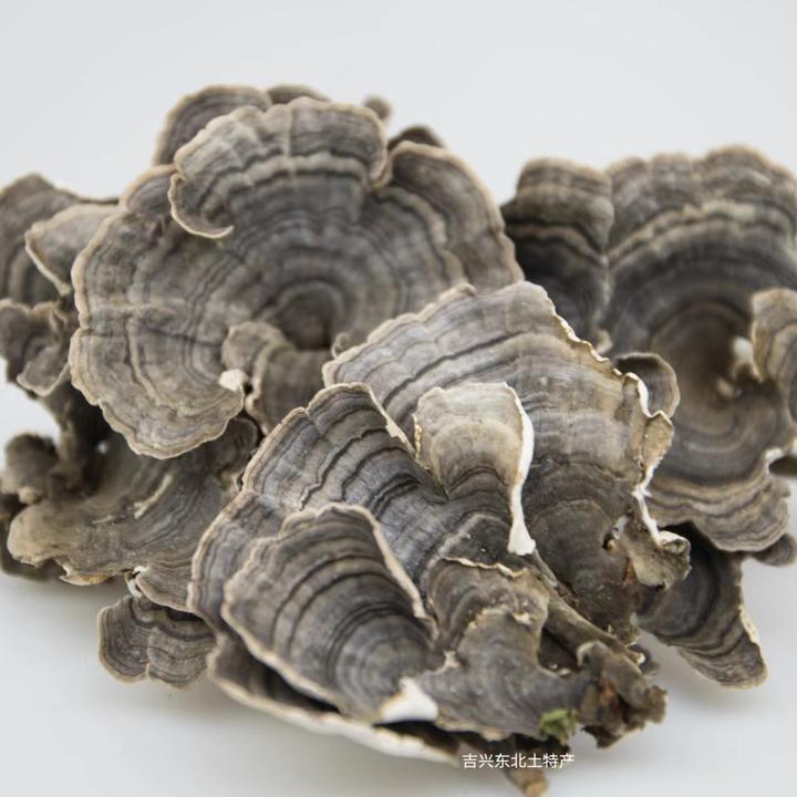 云芝野生云芝蘑云灵芝黄云芝东北长白山云芝栓孔菌煲汤煮水泡水