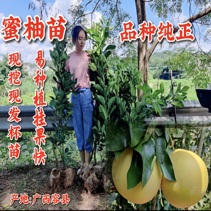 红心柚苗黄心柚白心蜜柚嫁接树苗柚子树苗果树苗种植院子果苗正宗