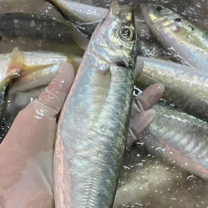 广东省汕尾本港野生海捕巴浪鱼