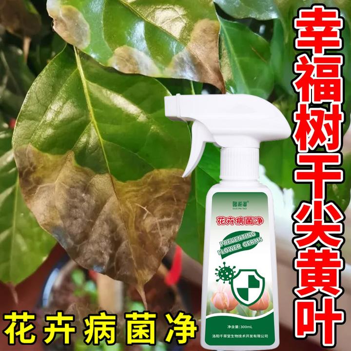 幸福树叶子干叶焦尖专用肥料黄叶枯叶掉叶黑斑病喷剂营养液绿植
