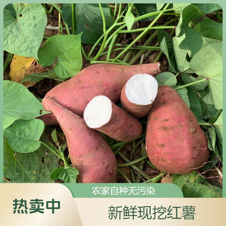 河南红皮白心板栗薯老品种商薯19地瓜【现挖现发】