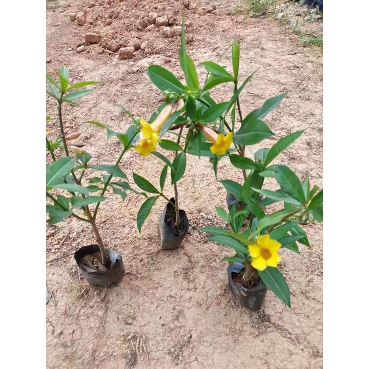 黄蝉花 阳台庭院盆栽黄婵苗 软硬枝黄蝉四季常绿夏秋开花不断绿植