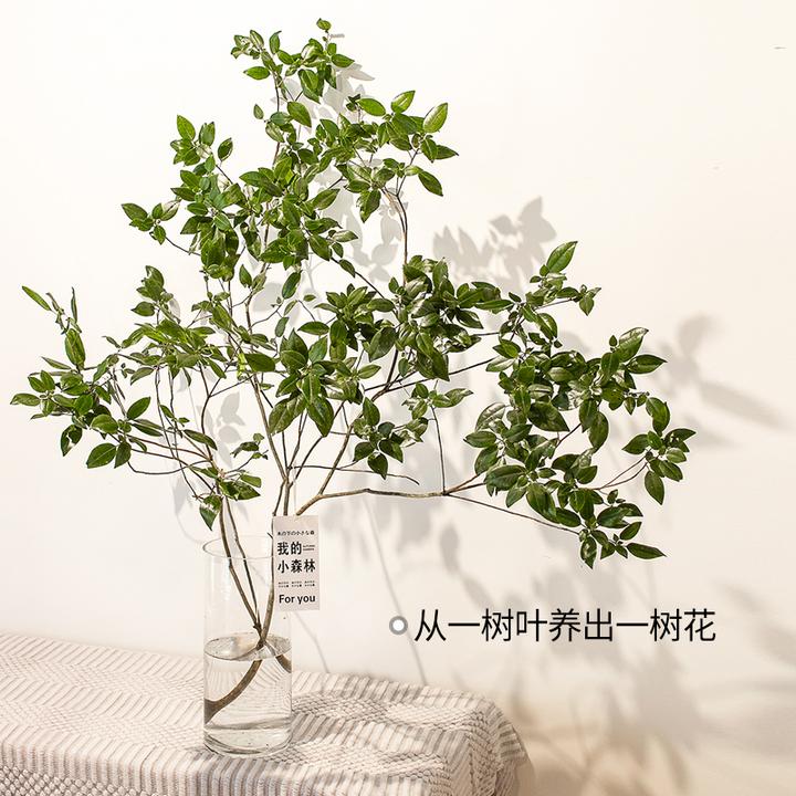 新品雀舌杜鹃水培鲜切绿植物桌面室内客厅书房装饰马醉木吊钟平替
