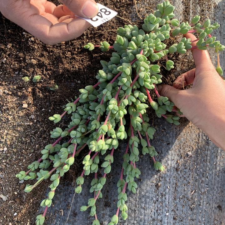 碧玉莲多肉会开花多侧头小型群生吊兰脱土裸根发货18公分起发包邮