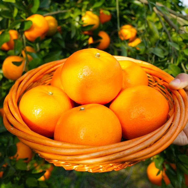 广西沃柑净重4.5/8斤