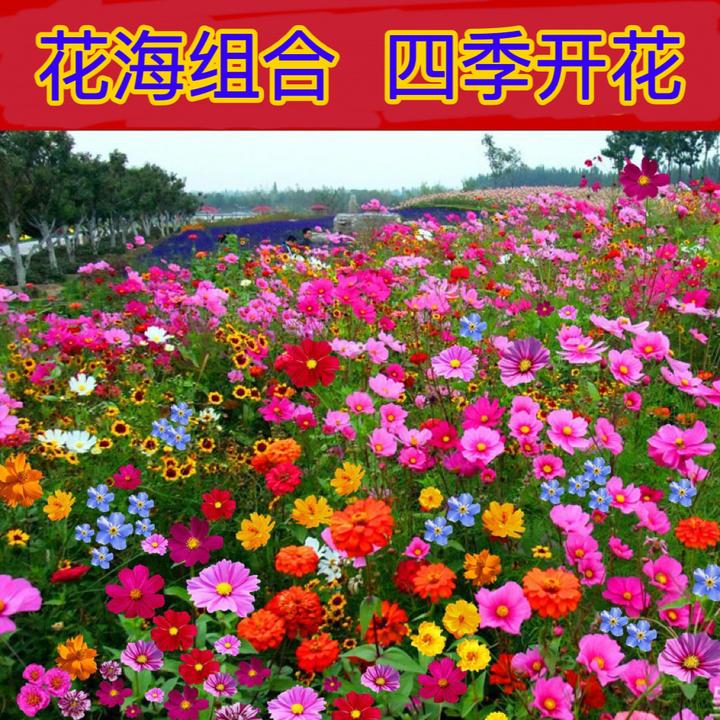 野花组合花海花种耐寒室内外播种格桑花种籽太阳花种孑四季开花