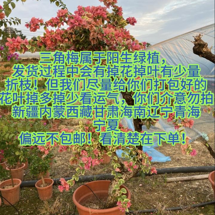 三角梅双色茉莉直播间一物一拍连接