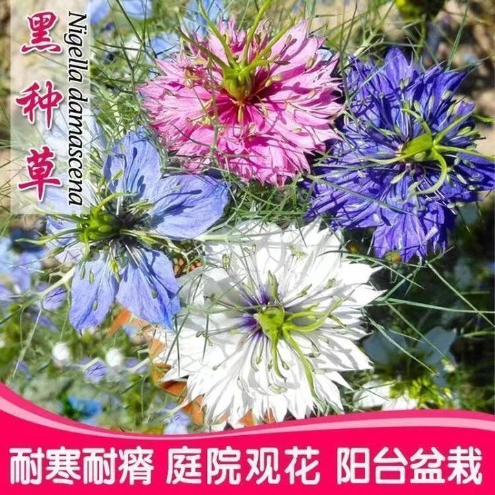 黑种草种子四季播种开花波斯宝石室外庭院易活阳台盆栽花种籽子