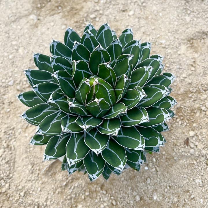 笹之雪龙舌兰植物世之雪耐寒多肉植物庭院景观植物仙人掌户外阳台