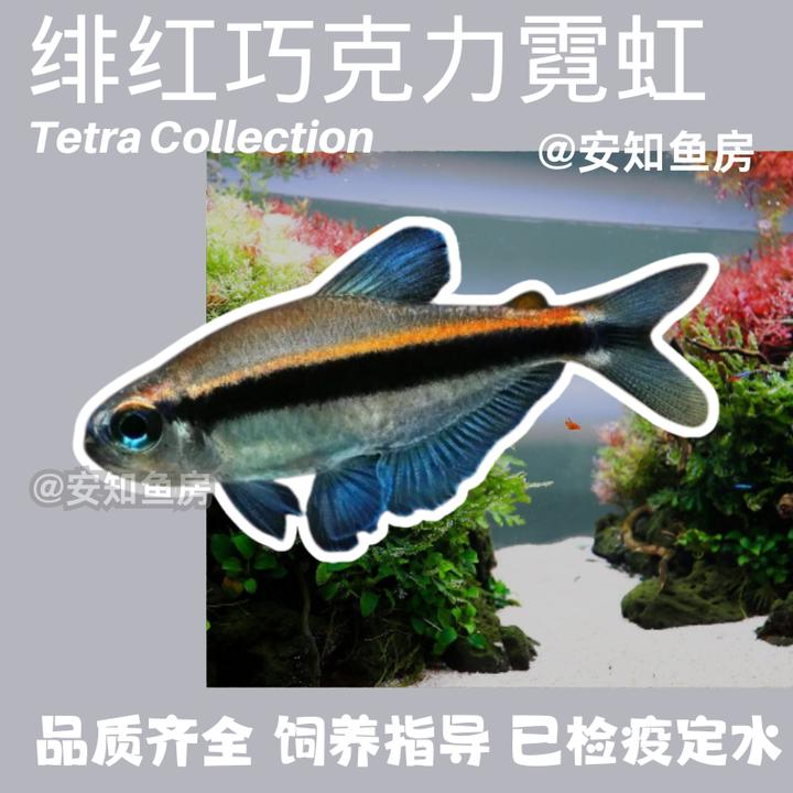 绯红巧克力霓虹灯鱼小型热带观赏鱼灯科鱼淡水观赏鱼