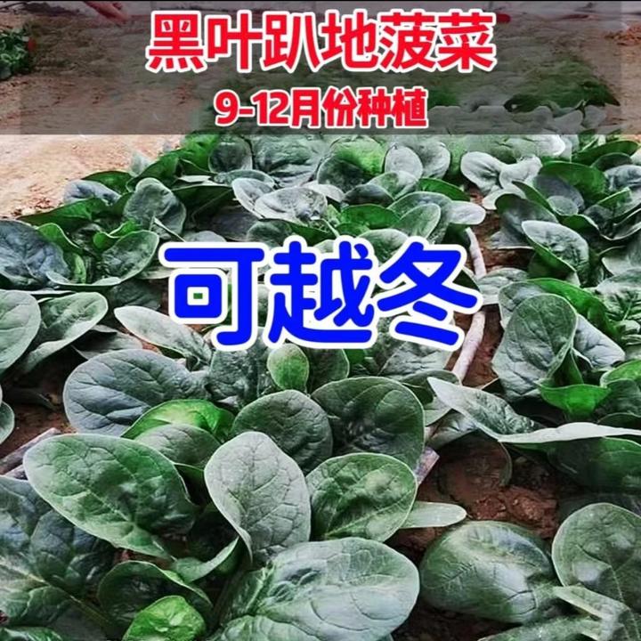 【趴地菠菜种子】好吃营养耐热不招虫没有涩味蔬菜种子（拍2送1）