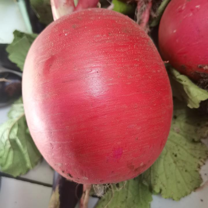 大红萝卜，小顶细跟