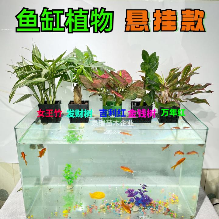 绿植装饰吸盆支架室内红竹子绿植水培花卉室内水养