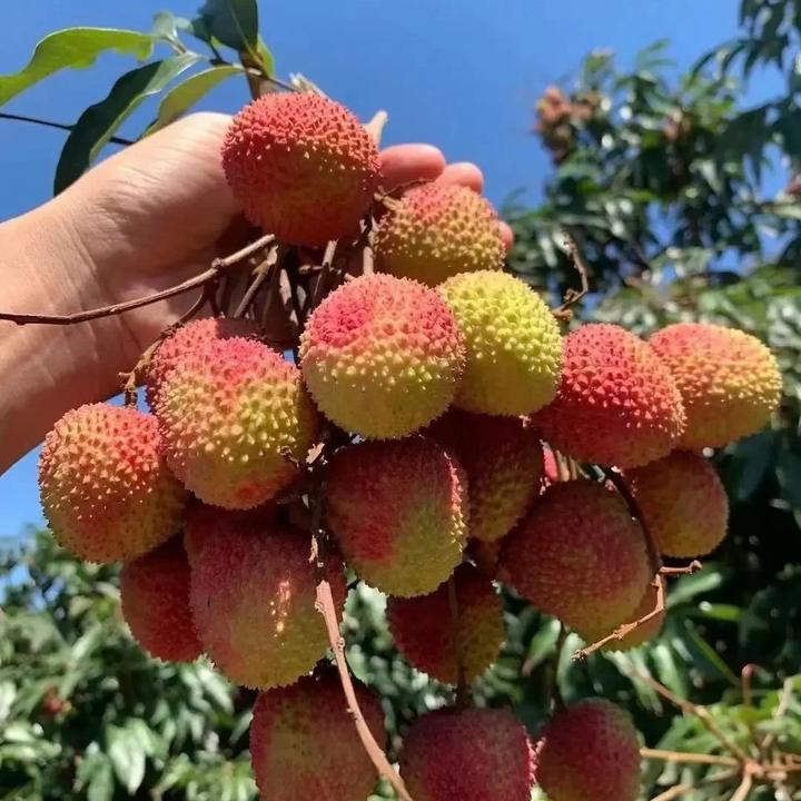 盆栽地栽绿植植物花卉地栽铁线莲类黄杨花园