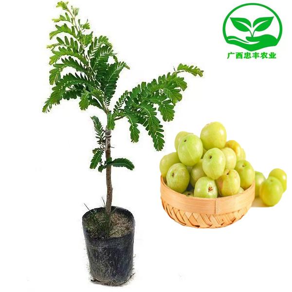 大果甜油甘果树苗牛甘果水果树苗余甘子盆栽庭院种植栽培苗木打包