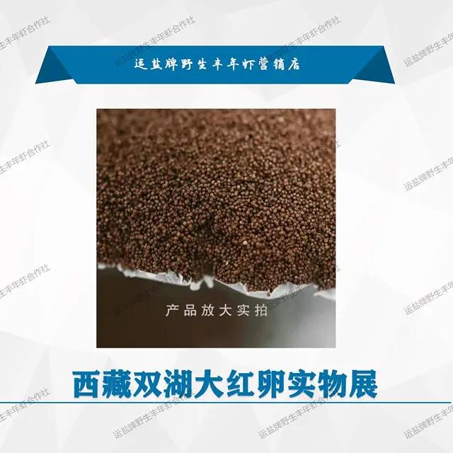 西藏大红卵/可孵化丰年虾大红卵/丰年虾卵可孵化