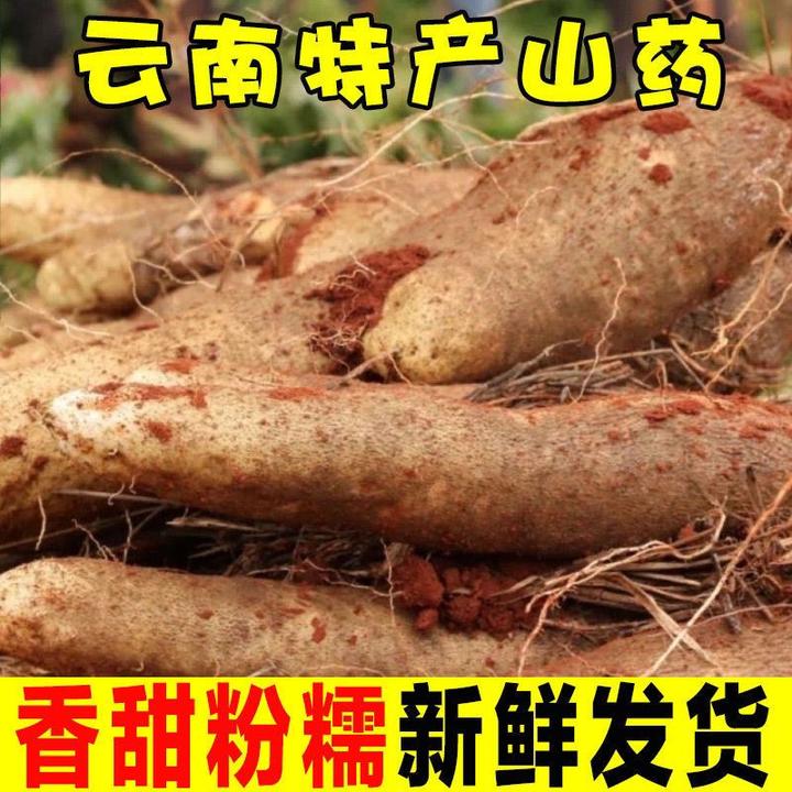 云南山药粉糯香新鲜现挖现发山药整根发货灵芝山药包邮10斤5斤