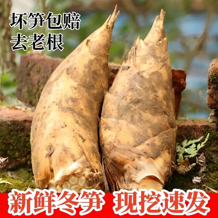 临安5斤新鲜现挖两头尖嫩毛竹笋黄泥拱现货去老根时令蔬菜