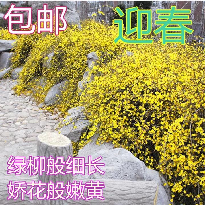 迎春花树苗盆栽带花苞四季开花卉室内阳台庭院耐寒爬藤植物报春花