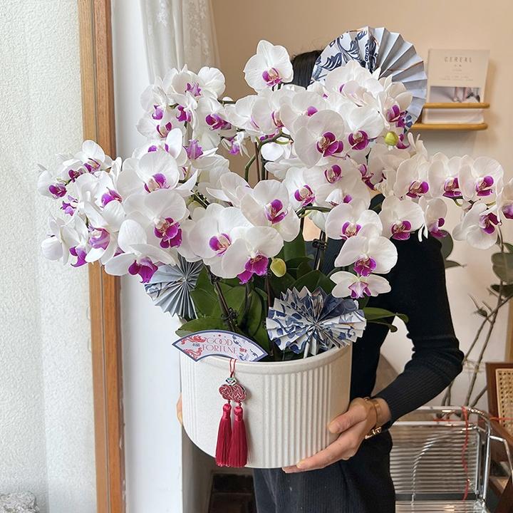 雪玉温润如玉中大花蝴蝶兰花苗带花苞四季好养活家庭盆栽室内花卉