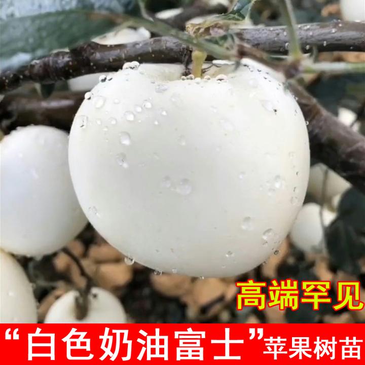 嫁接白色奶油富士苹果树苗罕见白牛奶苹果苗南方北方种植当年结果