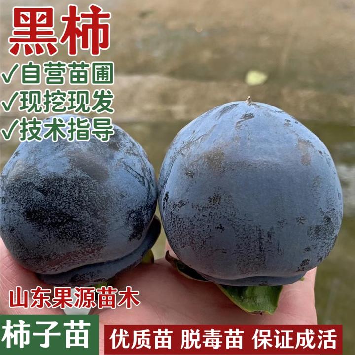 嫁接黑柿子树苗甜脆柿字树南方北方种植耐寒庭院地栽盆栽当年结果