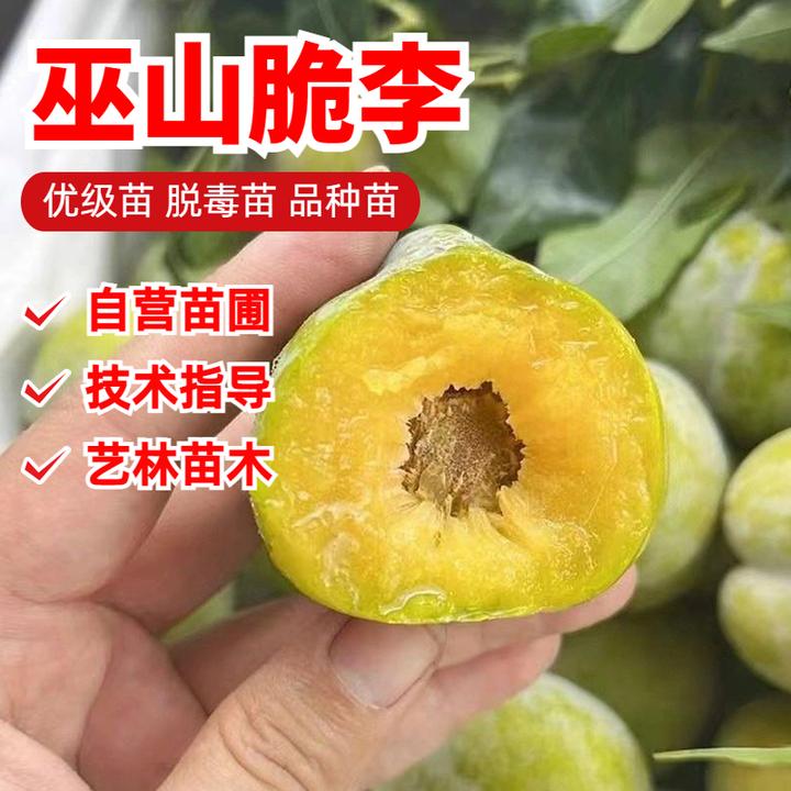 巫山脆李子树苗南方北方种植特早熟脱骨青脆李子苗酸甜蜂糖李树苗