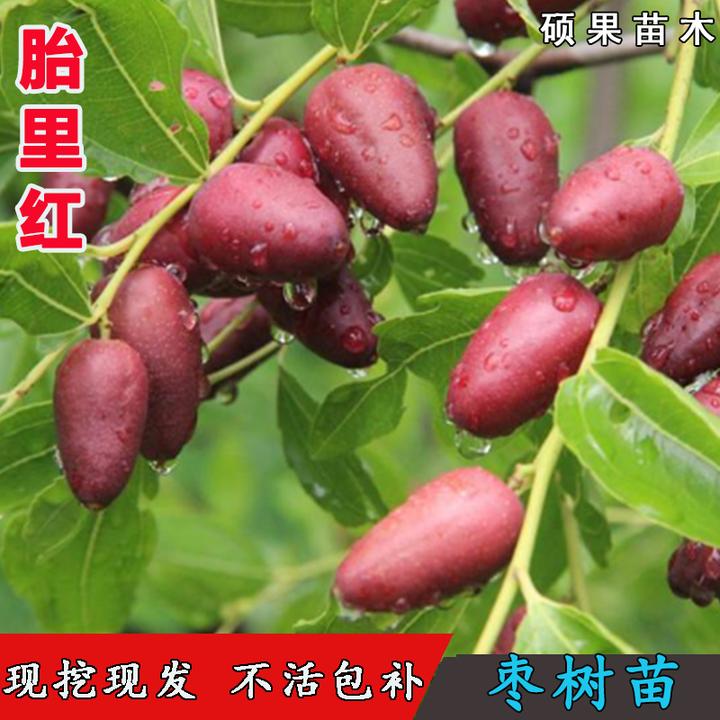 嫁接胎里红枣树苗辣椒子弹头枣苗盆栽地栽观赏枣树活苗北南方种植