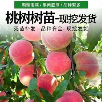 嫁接桃树苗新品种特大晚熟冬桃树苗南北方种植果树苗盆栽地栽树苗