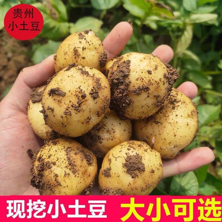【2025年新土豆】新鲜现挖黄皮黄心洋芋粉糯马铃薯多规格可选