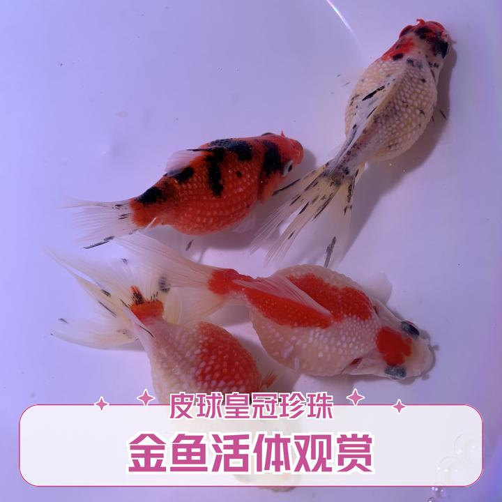 精品皇冠珍珠皮球金鱼冷水鱼红白橙花色观赏鱼好养萌宠奈活