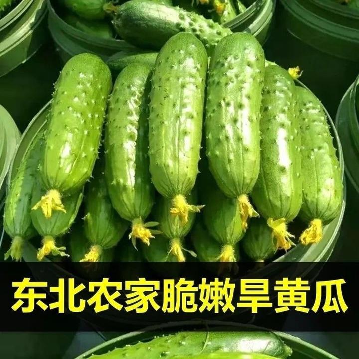 东北特产旱黄瓜东北农村黑土地种植 清脆口感好 新鲜包邮