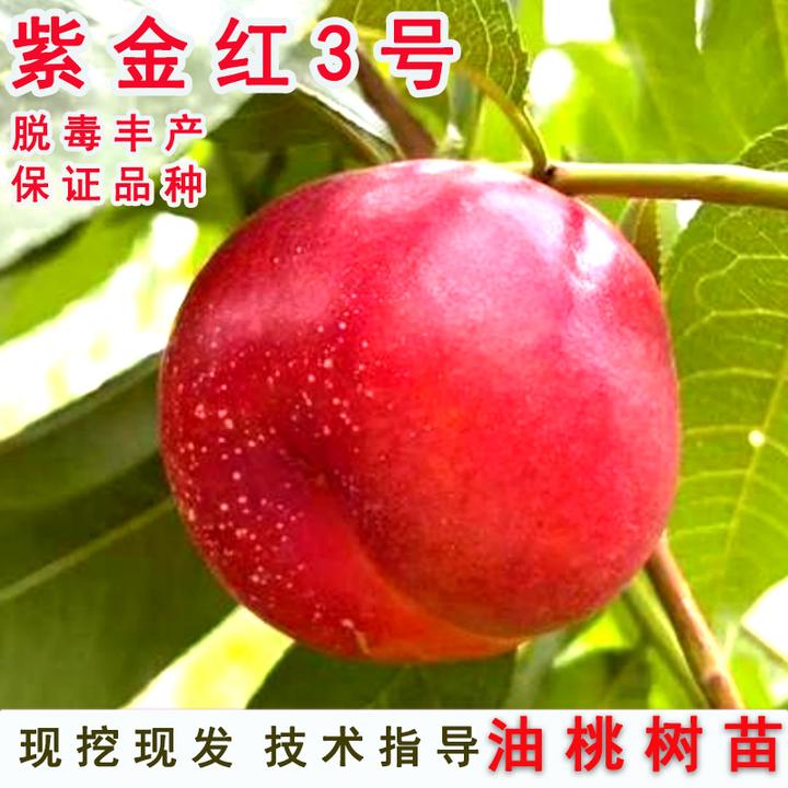 嫁接早熟离核油桃树苗紫金红3号红皮黄肉油桃苗树南北方盆栽地栽