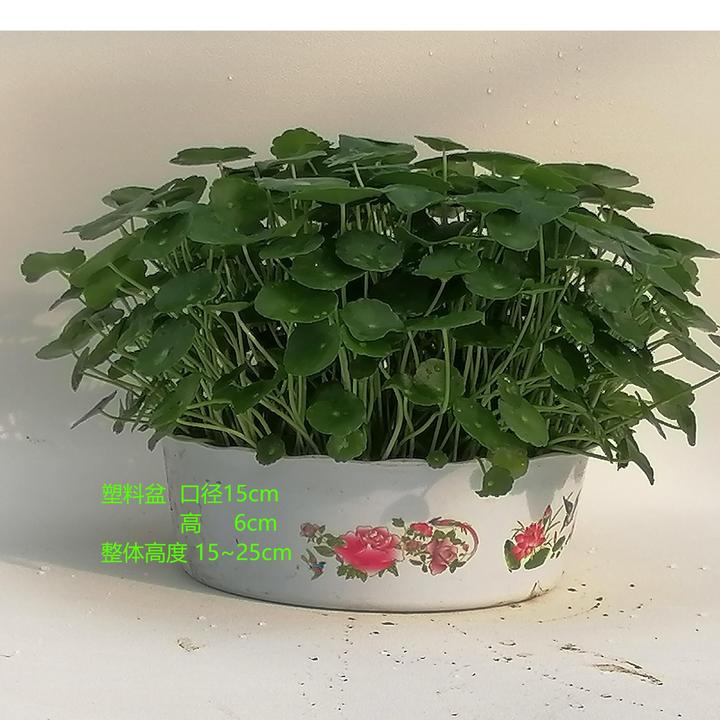特大盆铜钱草带叶水培室内外种植绿植花卉植物办公室桌面