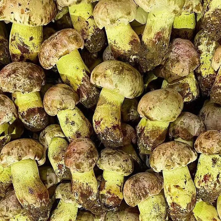 【菌菇小屋】云南新鲜野生白葱牛肝菌