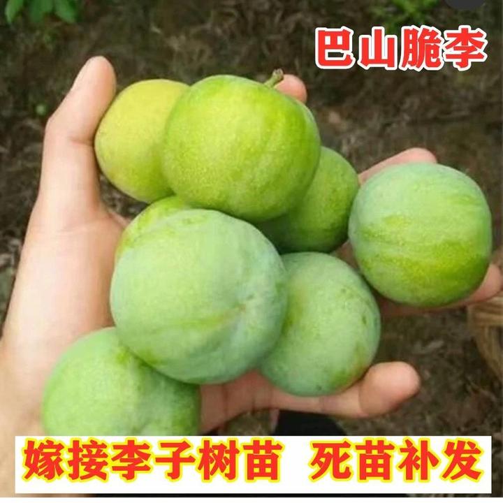 巴山脆李树苗嫁接晚熟脱骨青脆李盆栽地栽空心李南方北方当年结果