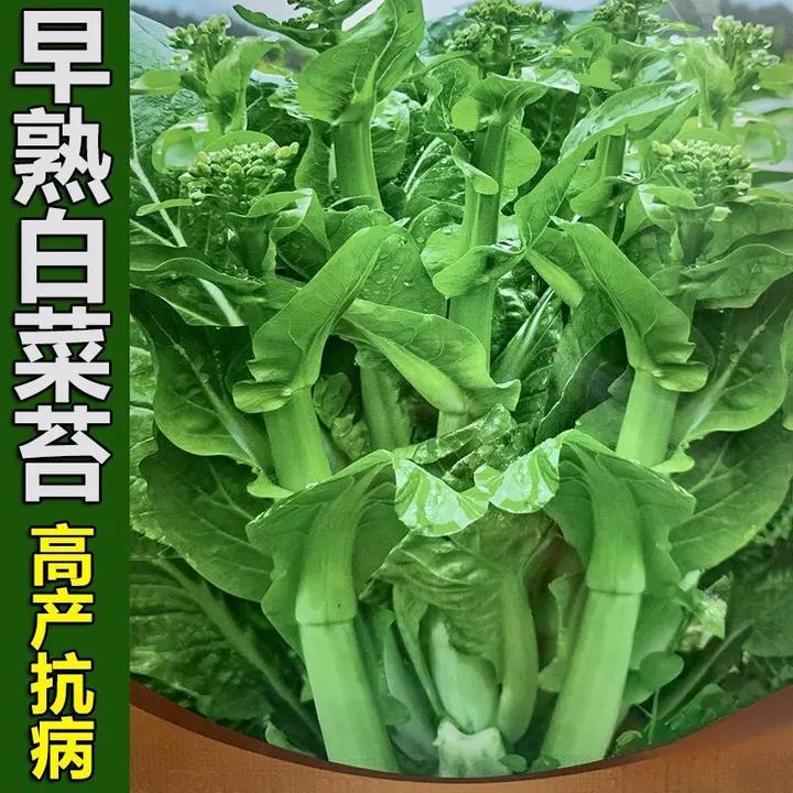 四季早熟白菜苔种子白菜薹菜心种籽可多次采收抗病蔬菜种子