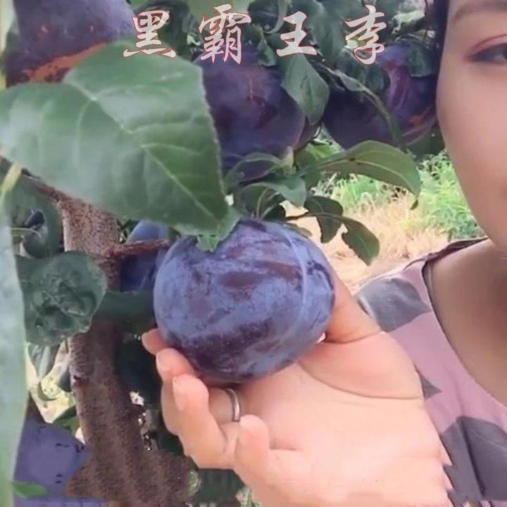 嫁接耐寒黑霸王李子树苗荷兰黑巨李子苗南方北方种植地栽当年结果