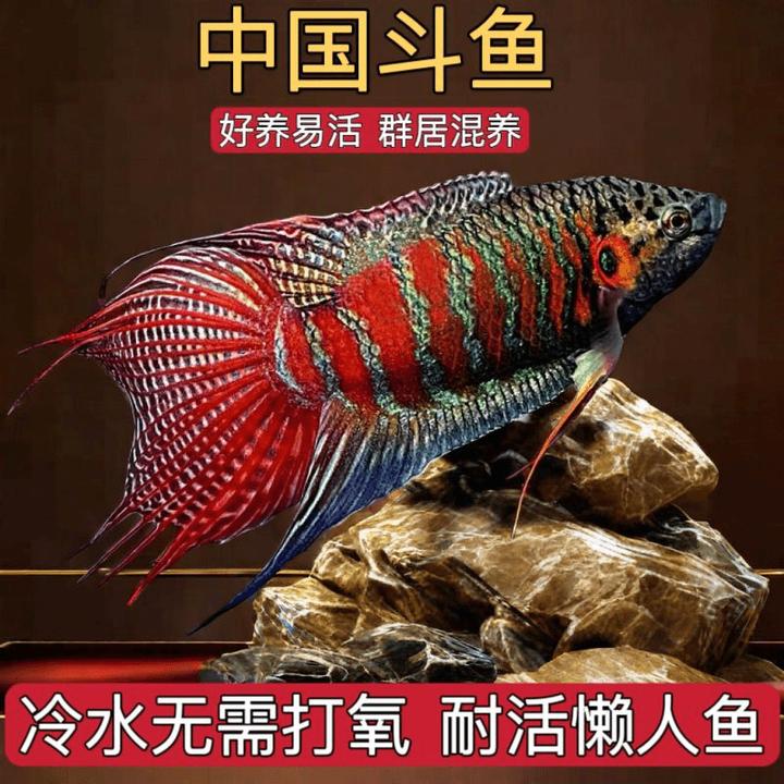 中国斗鱼活鱼野生普叉冷水鱼不加温不打氧易养花手巾饲养精品鱼苗