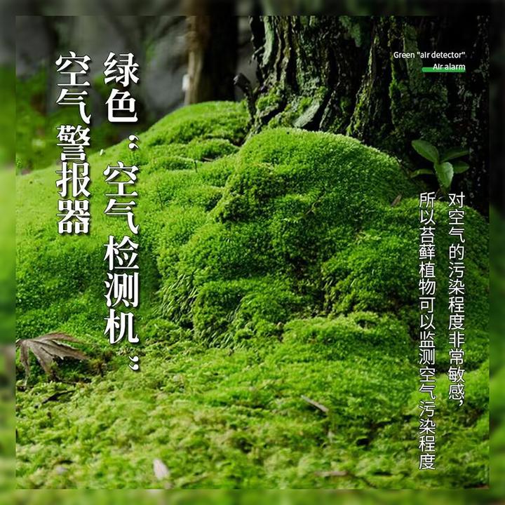 水陆缸雨林缸造景短绒苔藓干水苔鱼缸造景装饰真植物生态造景绿植