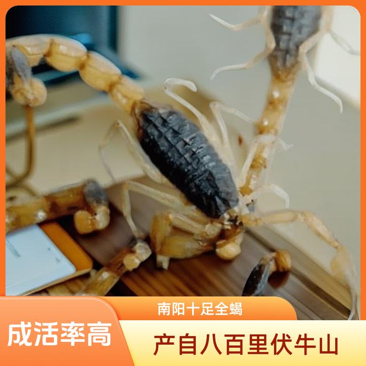 蝎子肉鲜活活体正宗伏牛山十足全蝎丰收季油炸蝎子肉活50g-500g