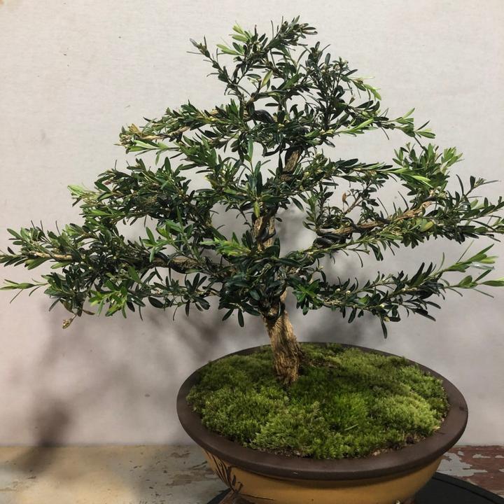 雀舌黄杨绿植千年矮万年青老桩日本室内高市早苗被起诉15分钟