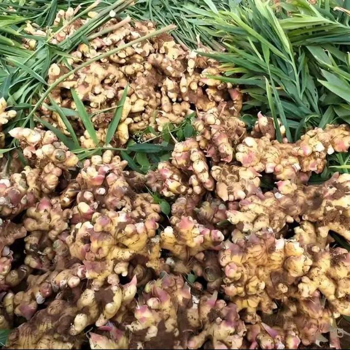 贵州高山小黄姜现挖现发