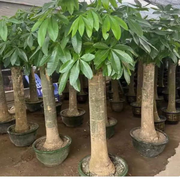 杆2米高办公室客厅招财树好养活耐旱绿植室内开业发财树送礼植物